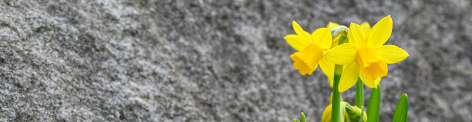 Fototapeta premium Bright yellow blooms of spring daffodils against a rock background, spring in the garden 
