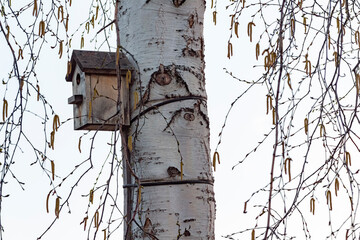 An old wooden birdhouse hangs high on a birch tree.