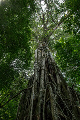 Fototapeta premium Giant Tree in the Forest