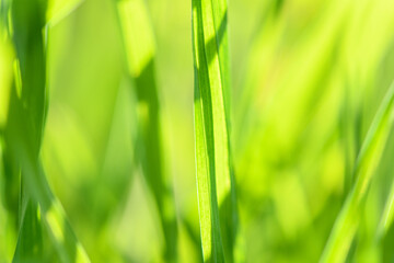 Blurred background with green grass and blurred foliage bokeh. Soft focus. Shallow DoF