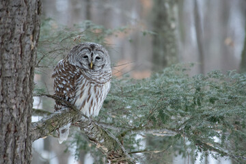 Barred Owl Perched on a Branch in the Forest in Winter