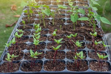 A variety of vegetable seedlings in black plastic trays in the nursery.
