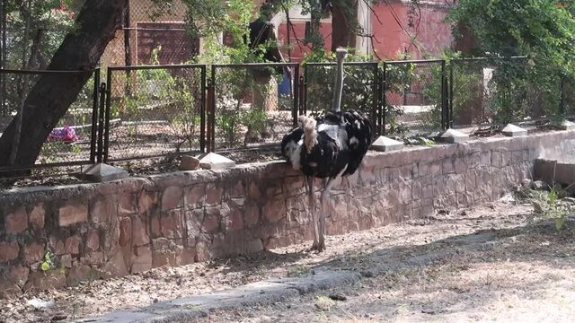 A common ostrich strides across the open savanna, its long legs moving swiftly and gracefully, neck held high as it scans the horizon, powerful and alert under the warm sun.