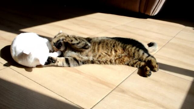 Felis catus white kitten attacks British tabby cat. Pets play on the floor on a sunny day, wool flies, cats wag their tails in displeasure.Smooth camera movement. Selective focus.