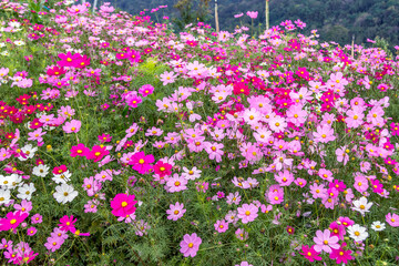 Cosmos flowers background in vintage style Pink cosmos on field in sunset time Field of cosmos flower.