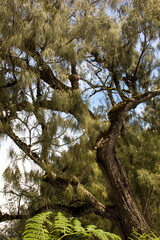 Tree in the Semeru Forest