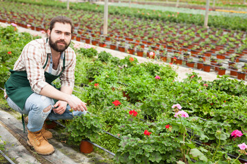 Male worker controlling quality of geranium flowers in greenhouse farm