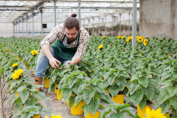 Portrait of male gardener in apron taking care decorative sunflower in pots in greenhouse