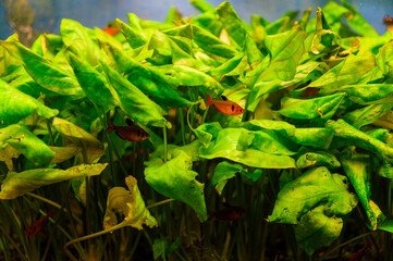 Bloody tetra among green leaves.