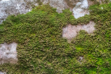 Big Stone cliff overgrown with green moss.