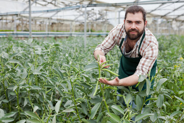 Male greenhouse farm worker controlling quality of legume plants on plantation