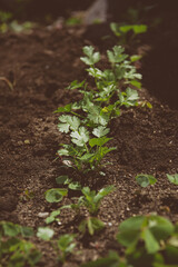 Plantation