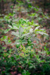 Buds on a branch of elderberry with leaves.