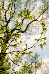 Oak flowers on a twig with green leaves.