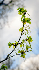 Oak flowers on a twig with green leaves.