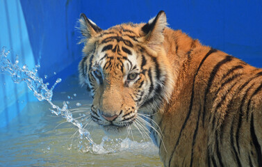 Fototapeta na wymiar In the scorching heat,tiger is having water