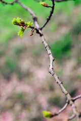 Lush growing oak leaves on a twig.