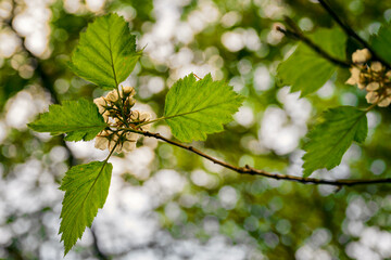Tiny white flowers with pink pistils.