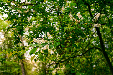Fototapeta na wymiar White flowers of grape shape on a tree in nature.