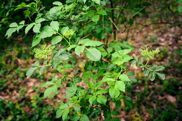 Buds on a branch of elderberry with leaves.