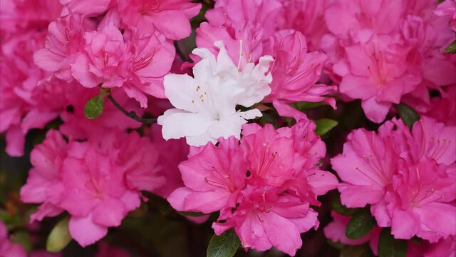 Zoom in footage of blooming white Rhododendron simsii Planch flowers(Indian Azale or Sims's Azalea) among pink flowers.
