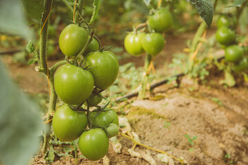 Green Tomatoe