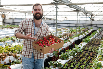 Successful young owner of greenhouse satisfied with harvest of ripe strawberries