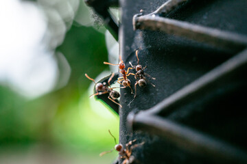 Black garden ant activity. Also known as the common black ant. These insects usually live in colonies