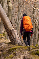 Woman with backpack traveling in forest. Female walks in mountains. Rear view.