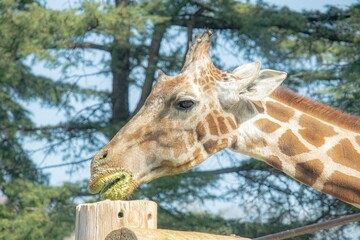 食事で口を汚すキリン