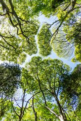 新緑の森　Landscape of the fresh green forest