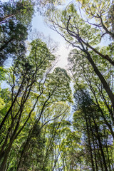 新緑の森　Landscape of the fresh green forest