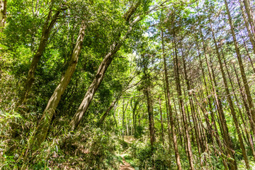 Fototapeta na wymiar 新緑の森　Landscape of the fresh green forest