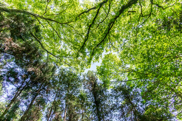 新緑の森　Landscape of the fresh green forest