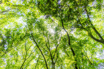 新緑の森　Landscape of the fresh green forest