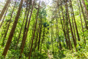 新緑の森　Landscape of the fresh green forest