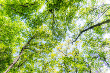 新緑の森　Landscape of the fresh green forest