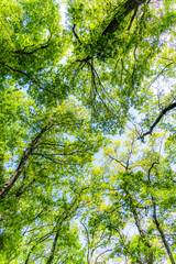 Fototapeta premium 新緑の森 Landscape of the fresh green forest