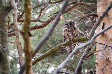 Strix aluco - tawny owl - portrait of Brown owl in forest. Wildlife scenery