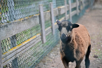 Junges Kamerunschaf, braune Ziege, Nachwuchs, Ziegenbaby neben einem Zaun
