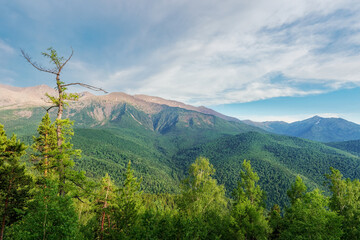 Fototapeta premium View of the Borus mountain and the summer forest in the Borus park. Trees, high mountain Borus in the mountains of Khakassia near the Yenisei River