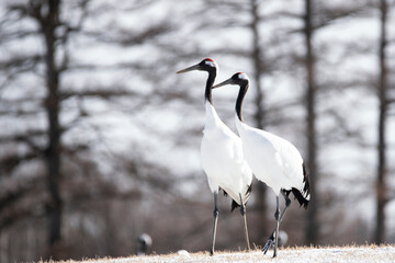 Two Japanese Red Crowned Cranes on the snow hill in Winter at Tsurui Ito Tancho Cranes Sanctuary,...