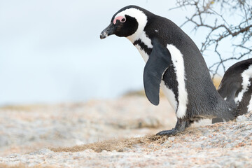 African jackass penguin (Spheniscus demersus) on the rocks in the wild at Boulders Beach, Cape Town, South Africa