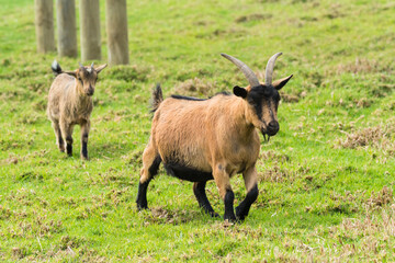 Naklejka na ściany i meble nanny goat and young goat following her in a pasture 