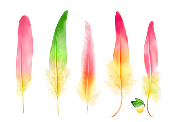 Collection of feathers of birds with small butterfly, isolated on white background. Set