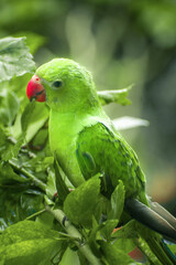 green parrot on a branch