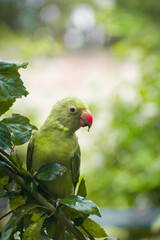 green winged parrot