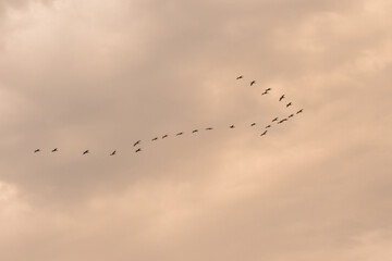 A flock of migratory birds flying in a wedge in the cloudy sky