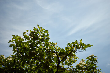 春・樹木・空・青空