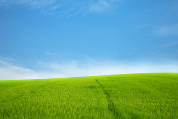 Obraz na płótnie Canvas Green meadows with blue sky and clouds background.